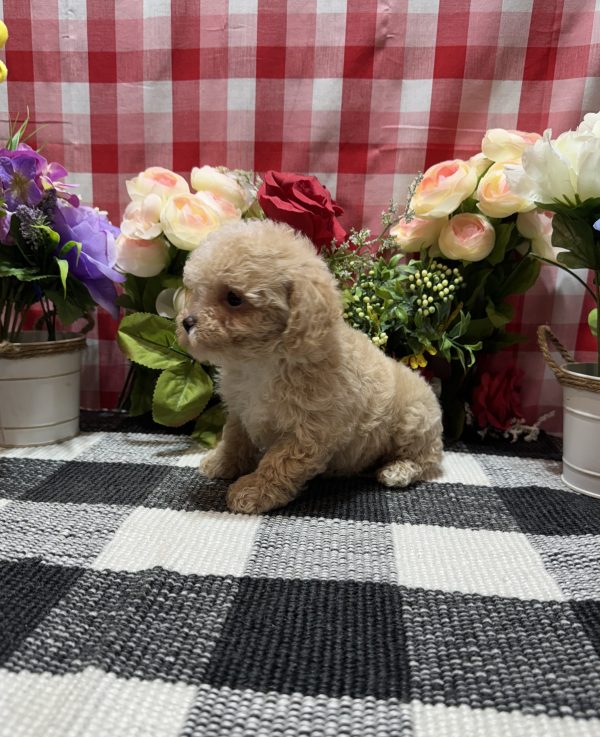 Joey - Image 11