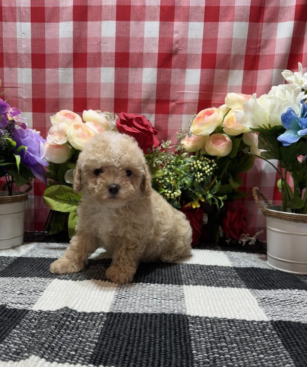 Joey - Image 9