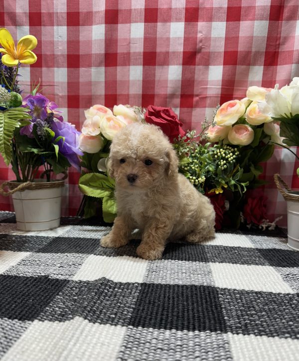 Joey - Image 8