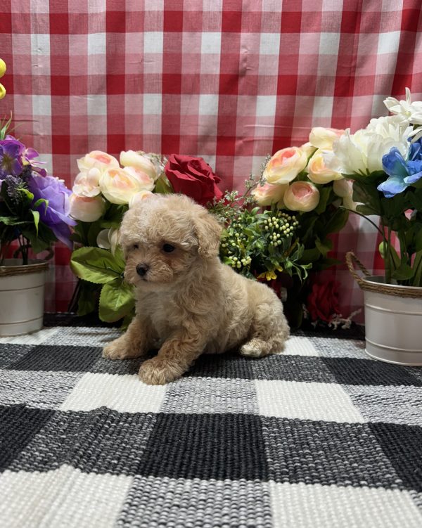 Joey - Image 6