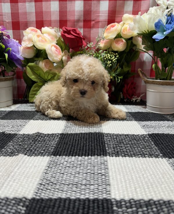 Joey - Image 3
