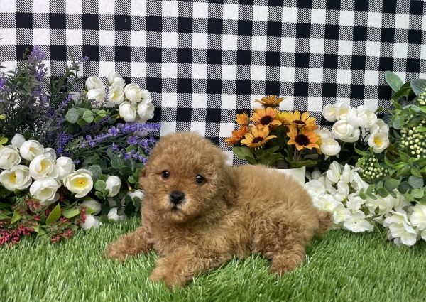 Sadie The Mini Poodle - Image 7