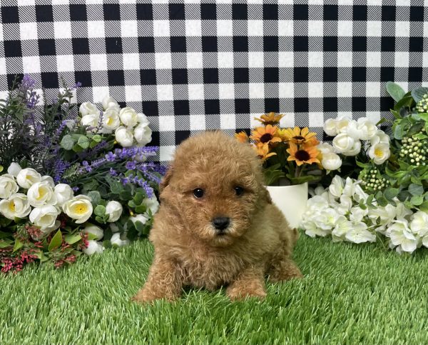 Sadie The Mini Poodle - Image 6
