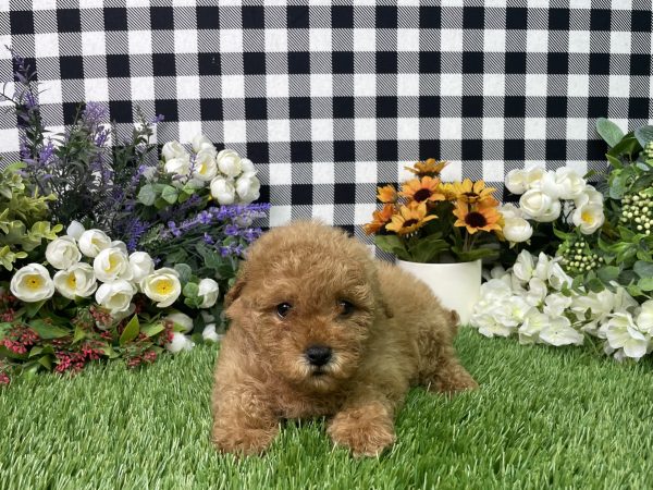 Sadie The Mini Poodle - Image 5