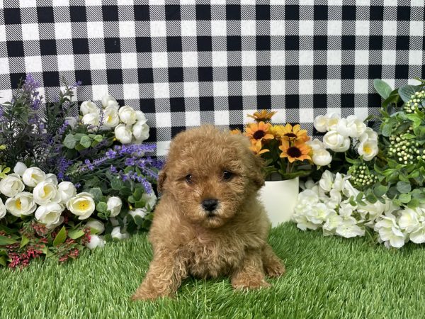 Sadie The Mini Poodle - Image 4