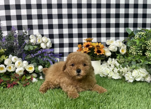 Sadie The Mini Poodle - Image 2