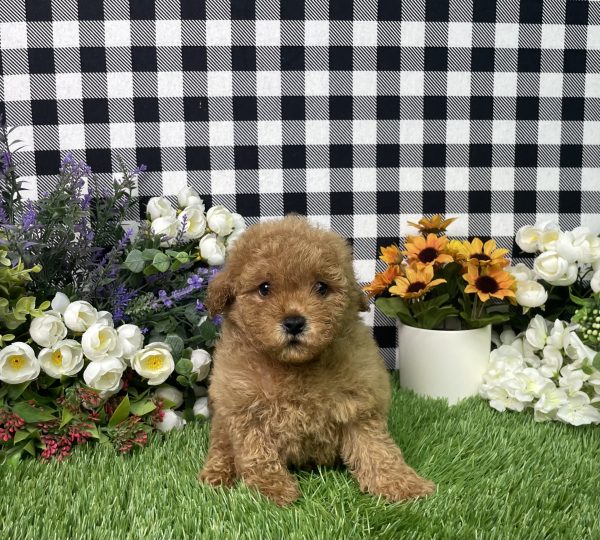 Sadie The Mini Poodle