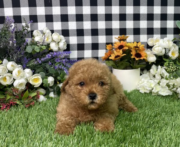Sadie The Mini Poodle - Image 3