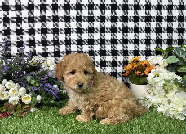 Ava The Goldendoodle - Image 10