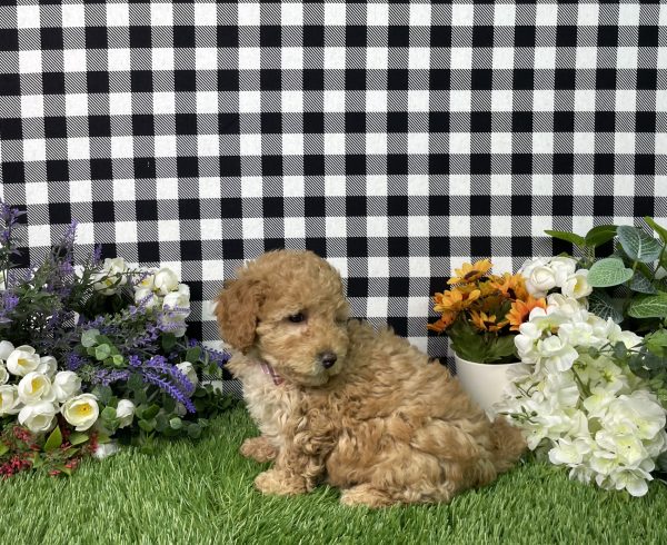 Ava The Goldendoodle - Image 11