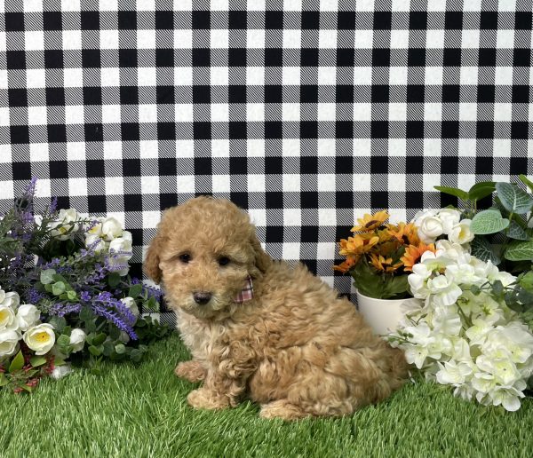 Ava The Goldendoodle - Image 9