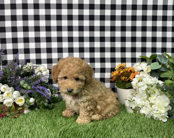 Ava The Goldendoodle - Image 8