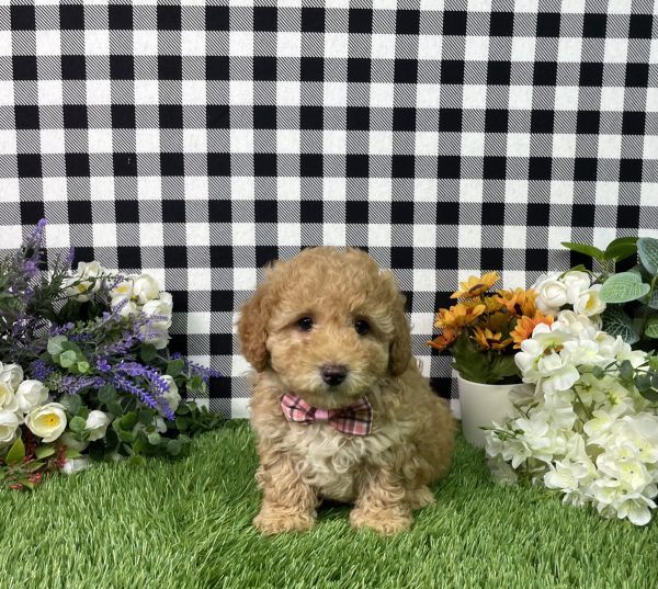 Ava The Goldendoodle - Image 7