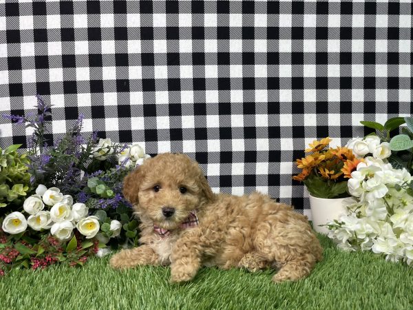 Ava The Goldendoodle - Image 5