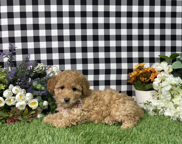 Ava The Goldendoodle