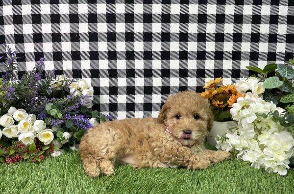 Ava The Goldendoodle - Image 6