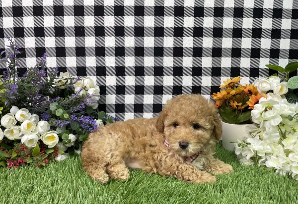Ava The Goldendoodle - Image 4