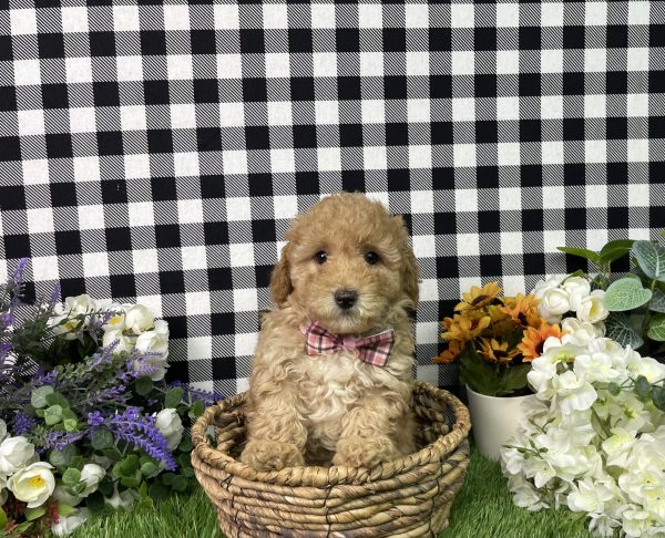 Ava The Goldendoodle - Image 3