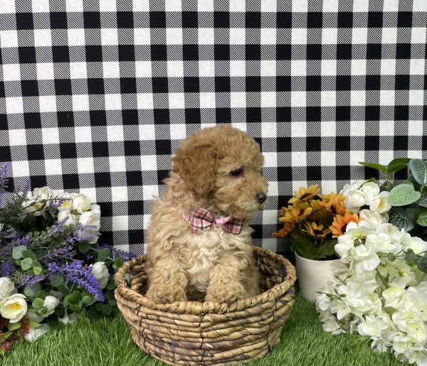 Ava The Goldendoodle - Image 2