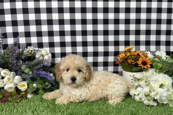 Jax The Mini Poodle