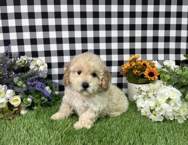 Jax The Mini Poodle - Image 2