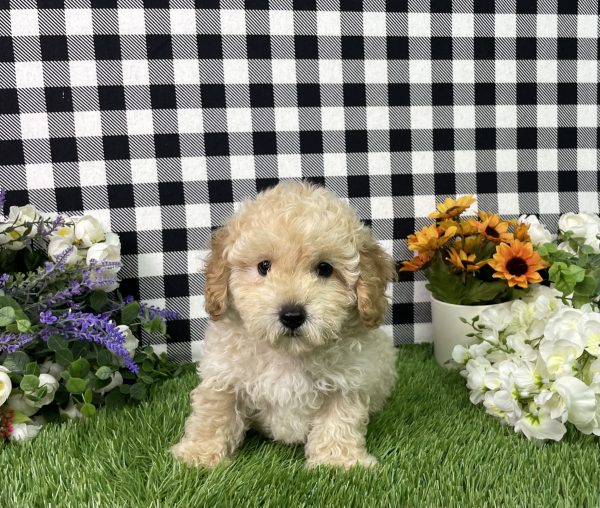 Jax The Mini Poodle - Image 3