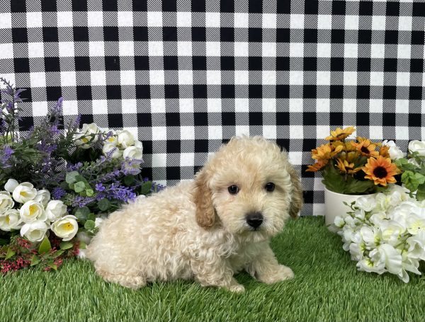 Jax The Mini Poodle - Image 4