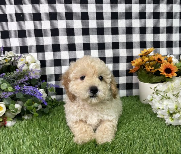 Jax The Mini Poodle - Image 5