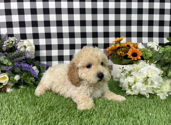 Jax The Mini Poodle - Image 6