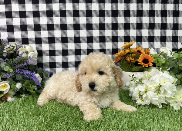 Jax The Mini Poodle - Image 7