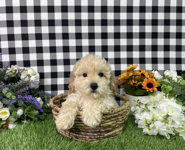 Jax The Mini Poodle - Image 8