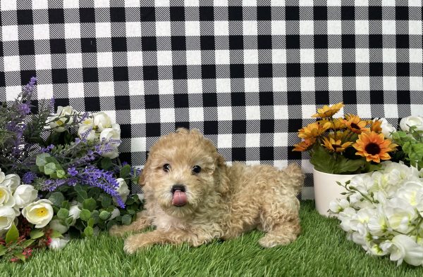 Jamison The Mini Poodle - Image 2