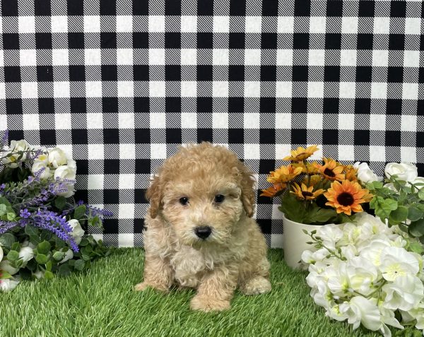 Jamison The Mini Poodle - Image 5