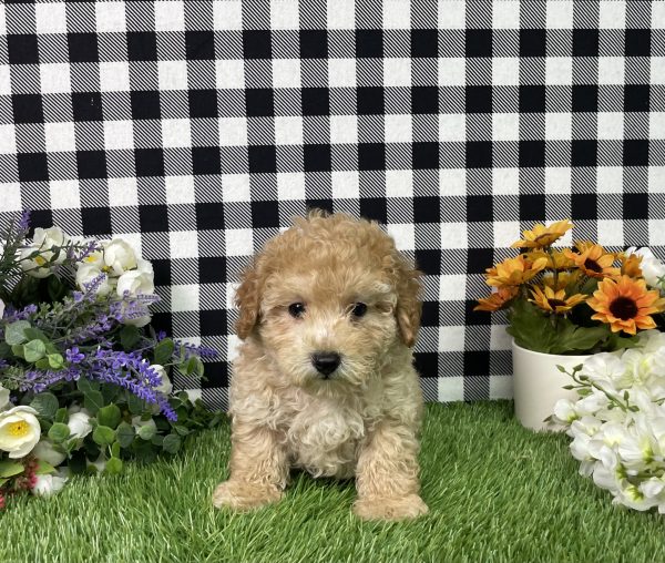 Jamison The Mini Poodle - Image 7