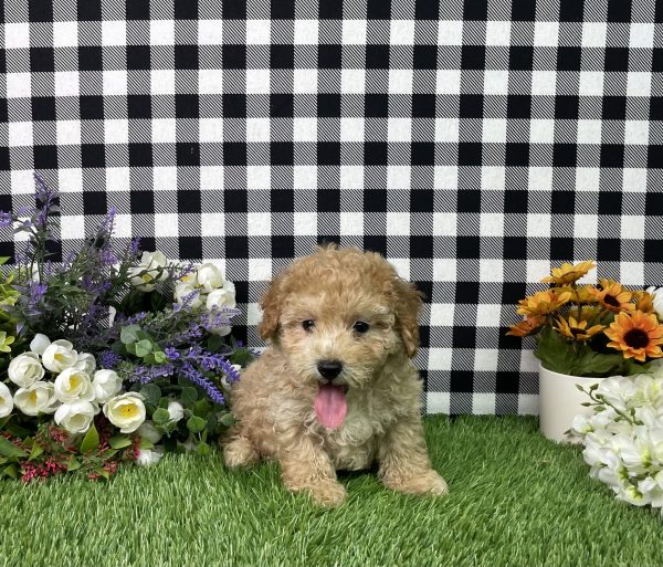 Jamison The Mini Poodle - Image 9