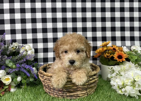 Jamison The Mini Poodle - Image 10