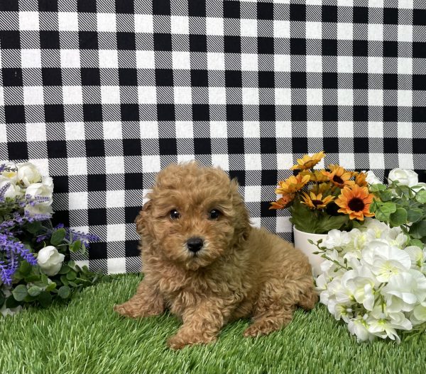 Sadie The Mini Poodle
