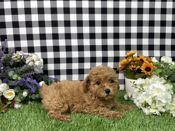 Sadie The Mini Poodle - Image 3