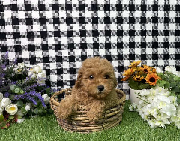 Sadie The Mini Poodle - Image 4
