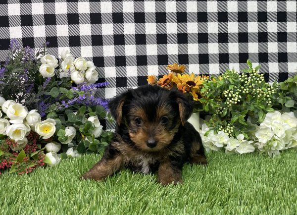 Freddie The Yorkshire Terrier - Image 4