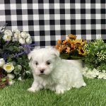 Kaylee The Maltese - Image 2