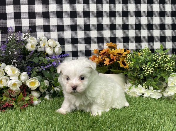 Kaylee The Maltese - Image 2
