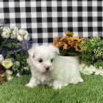 Kaylee The Maltese - Image 3