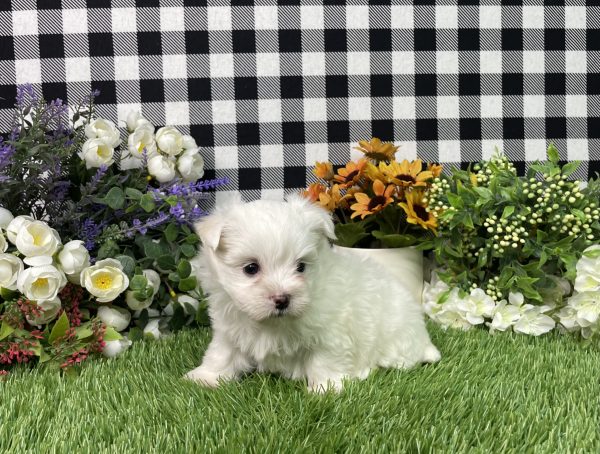 Kaylee The Maltese - Image 3