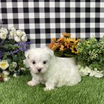 Kaylee The Maltese - Image 4