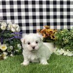 Kaylee The Maltese