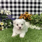 Kaylee The Maltese - Image 5