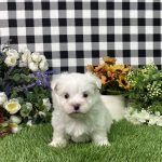 Kaylee The Maltese - Image 6