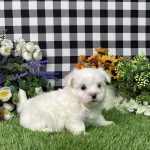 Kaylee The Maltese - Image 7