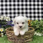 Kaylee The Maltese - Image 8